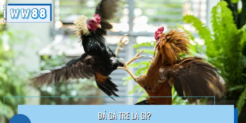 Đá gà tre là bộ môn giải trí truyền thống được người Việt yêu thích