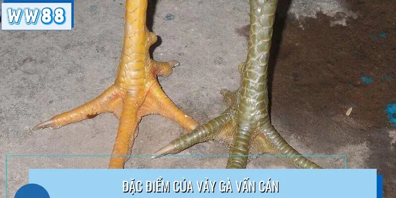 Đặc điểm của vảy gà vấn cán