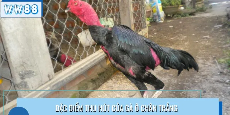 Đặc điểm thu hút của gà ô chân trắng