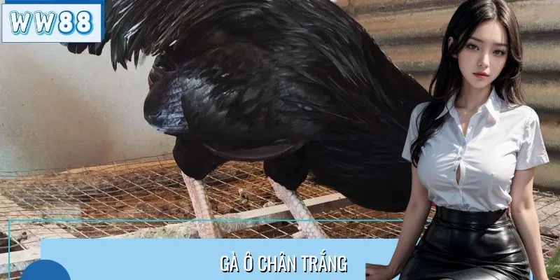 Cùng WW88 Khám Phá Gà Ô Chân Trắng Chuẩn Chiến Kê Hàng Đầu
