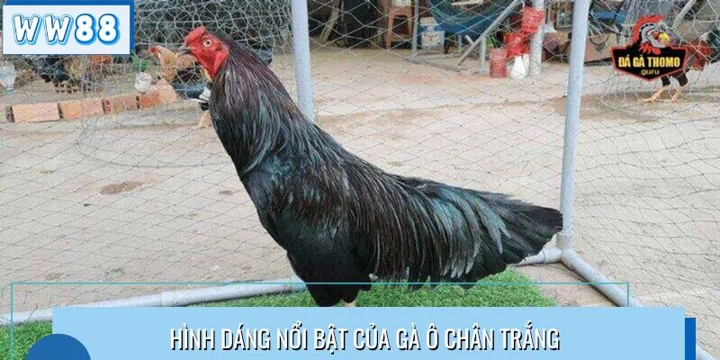 Hình dáng nổi bật của gà ô chân trắng