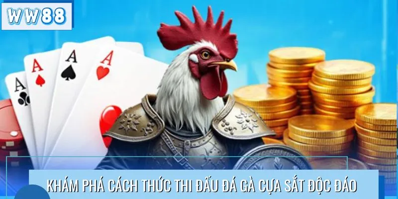 Khám phá cách thức thi đấu đá gà cựa sắt độc đáo