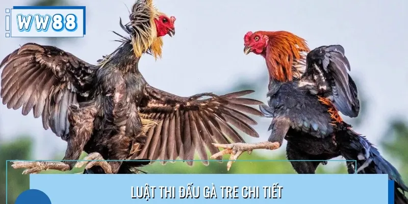 Cần nắm rõ luật chơi trước khi khi cược đá gà tre