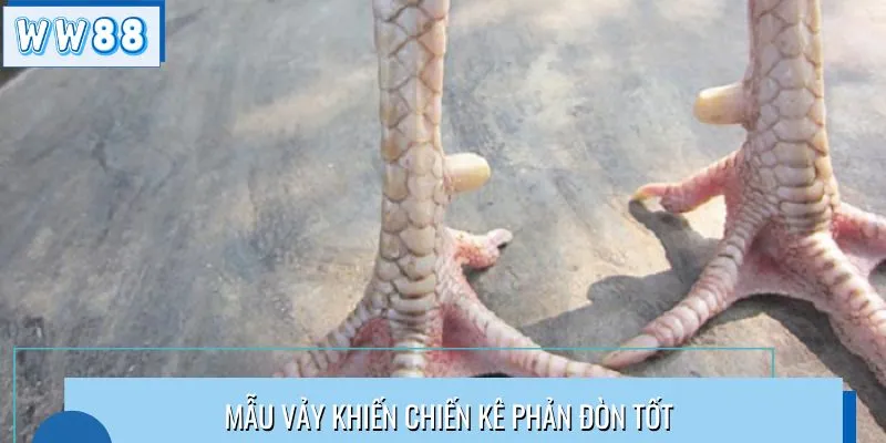 Mẫu vảy khiến chiến kê phản đòn tốt