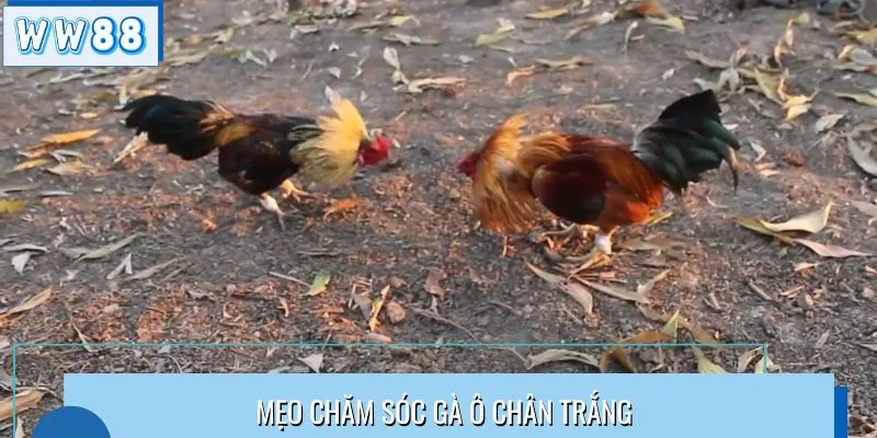 Mẹo chăm sóc gà ô chân trắng