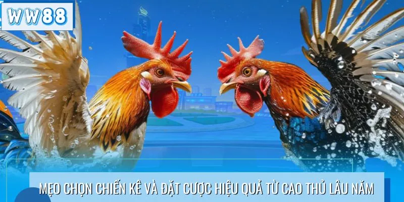 Mẹo chọn chiến kê và đặt cược hiệu quả từ cao thủ lâu năm