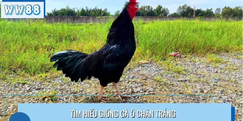 Tìm hiểu về giống gà ô chân trắng