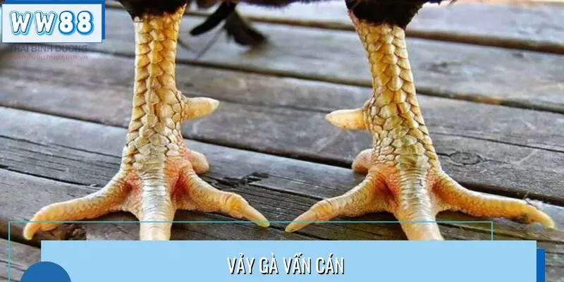 Khám Phá Đặc Điểm Vảy Gà Vấn Cán Tại WW88 Chuẩn Sư Kê